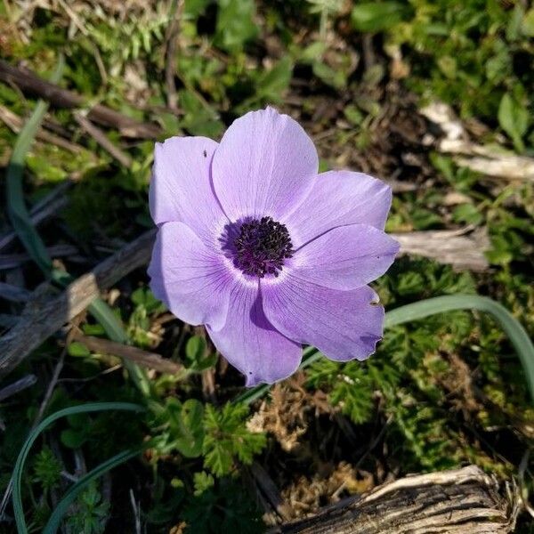 Anemone coronaria Кветка