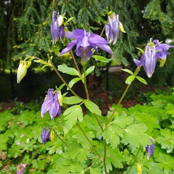 Aquilegia alpina Flower