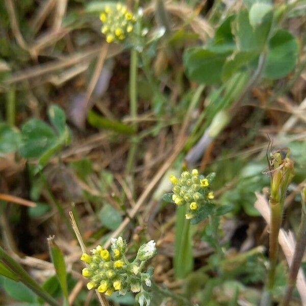 Alyssum simplex عادت داشتن