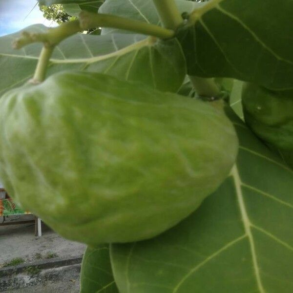 Calotropis procera Fruit