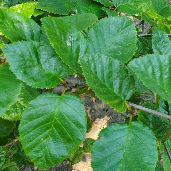 Alnus alnobetula Leaf