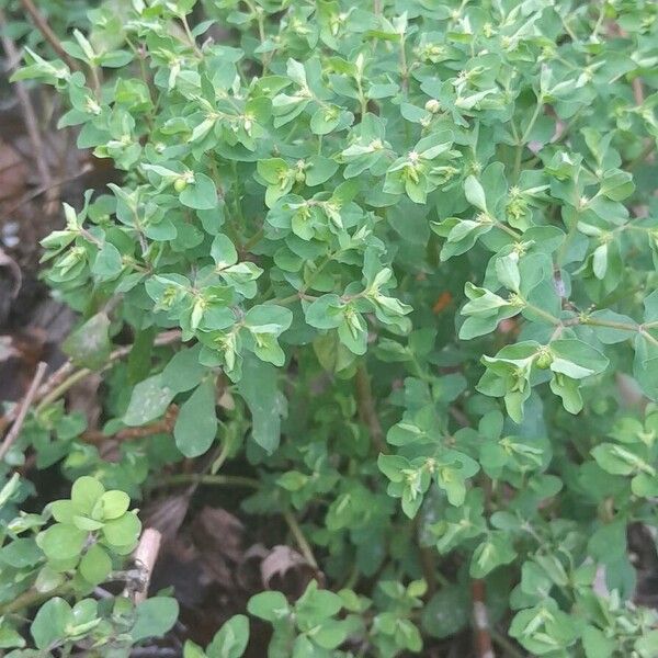 Euphorbia peplus Habitus