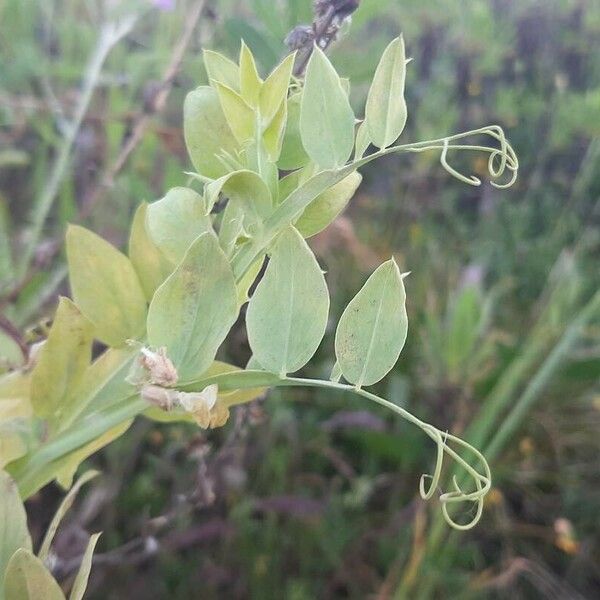 Lathyrus ochrus Folha