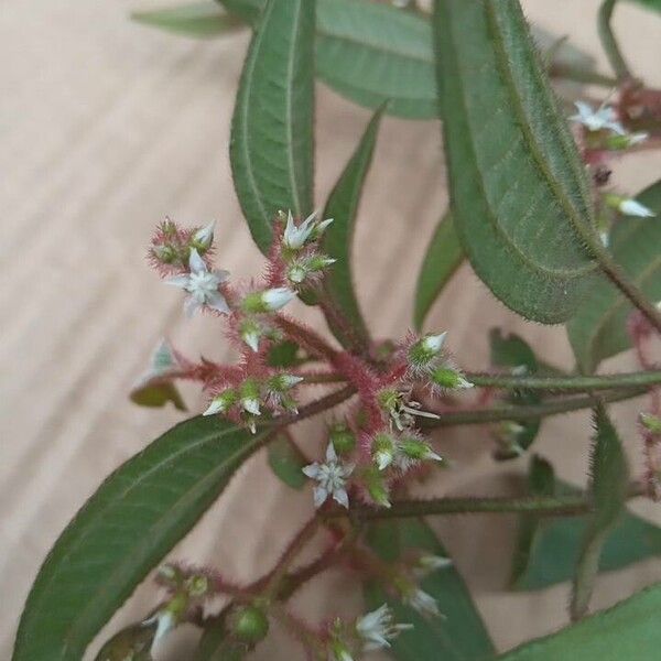Miconia catharinensis