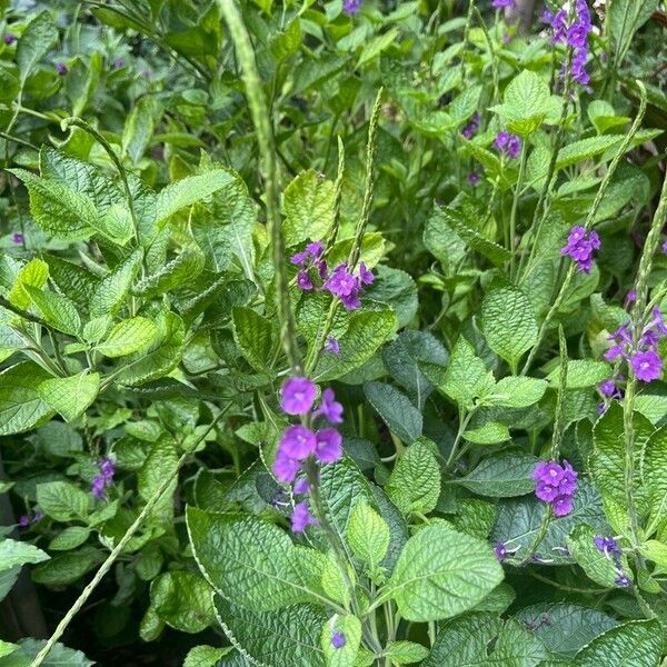 Stachytarpheta indica Кветка