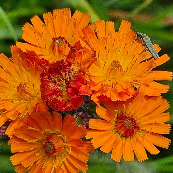 Pilosella aurantiaca Flower