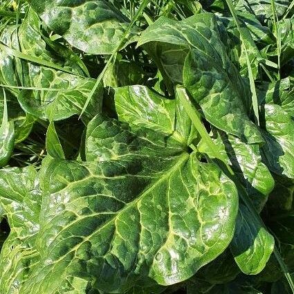 Arum italicum Leaf