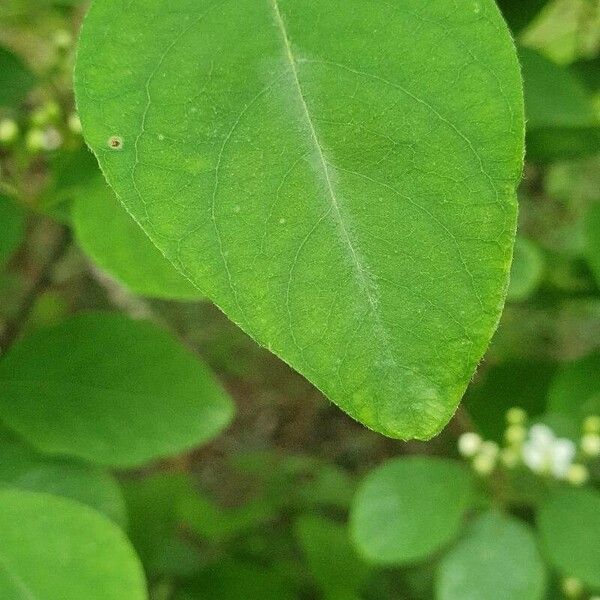 Cotoneaster multiflorus Leaf