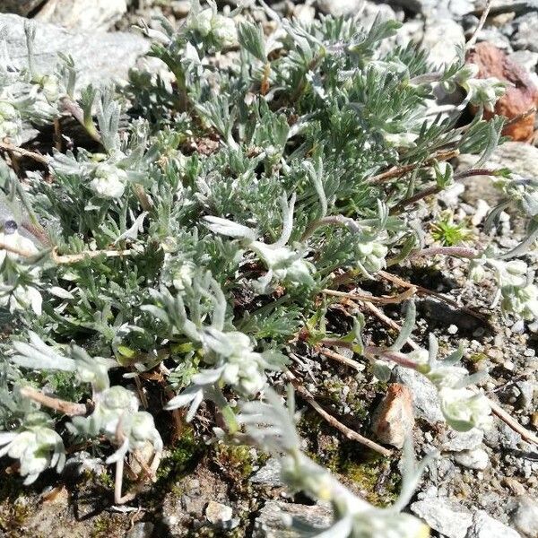 Artemisia umbelliformis Folio