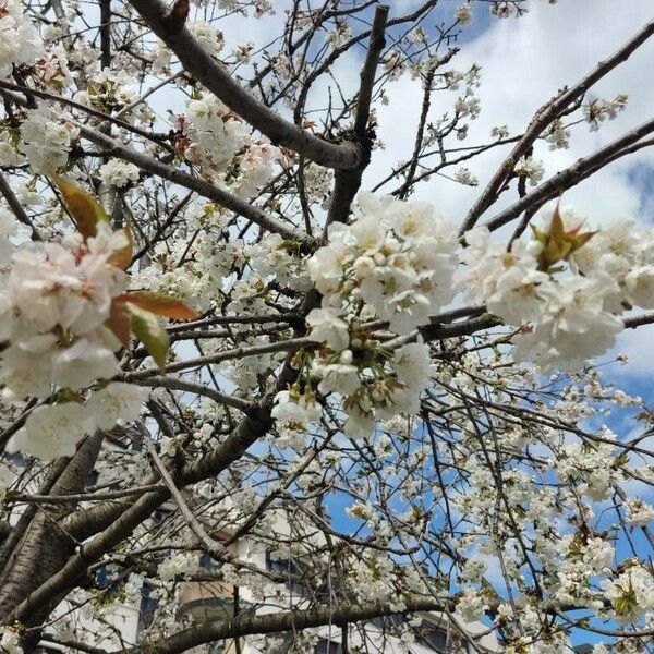 Prunus avium Flors