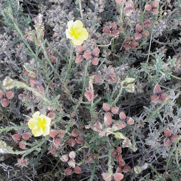 Helianthemum hirtum Λουλούδι