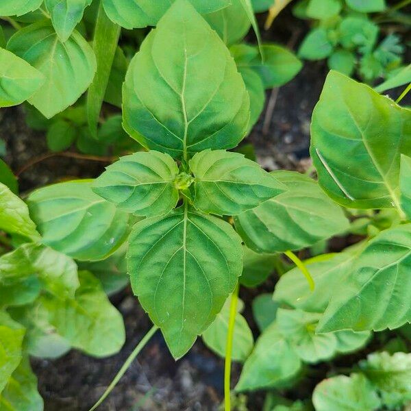 Ocimum campechianum 叶