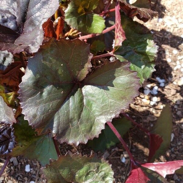 Ligularia dentata Lapas