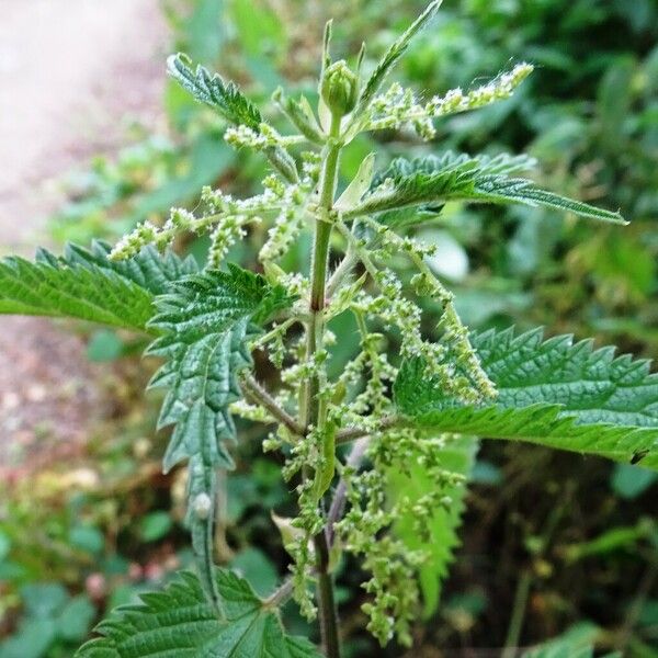 Urtica dioica Bloem