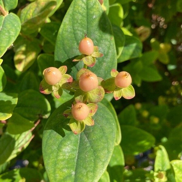 Hypericum × inodorum ᱡᱚ