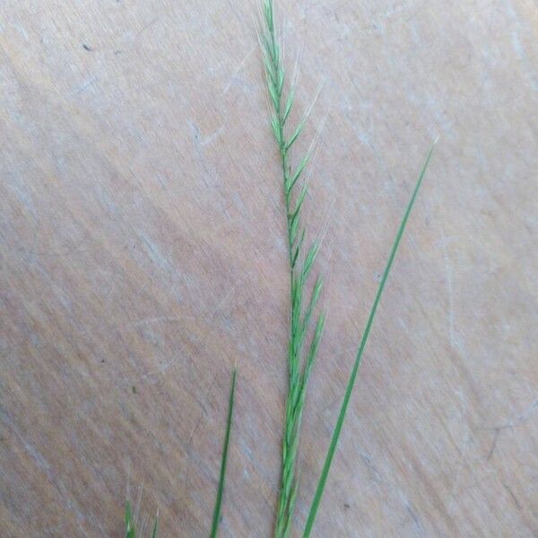 Festuca myuros Flower