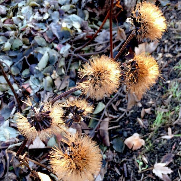 Hieracium sabaudum Autre