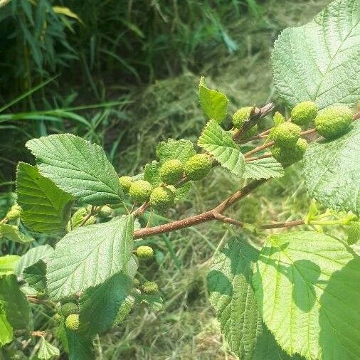 Alnus incana Лист