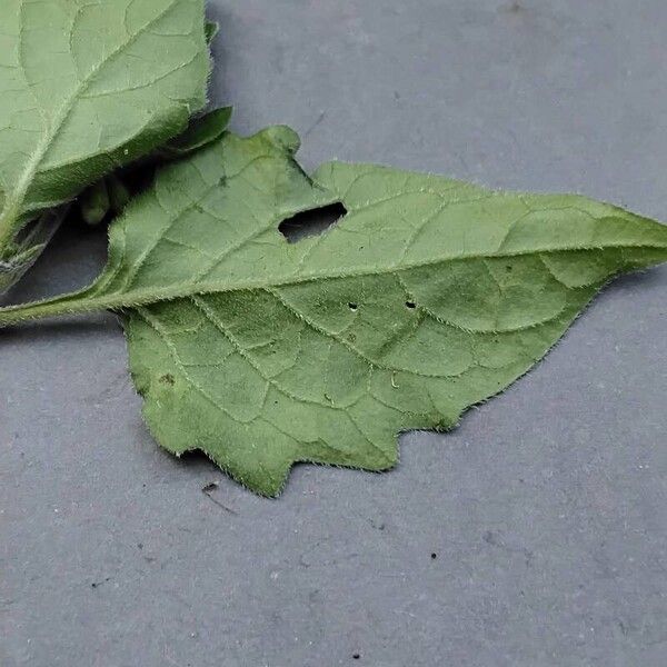 Solanum villosum Leaf