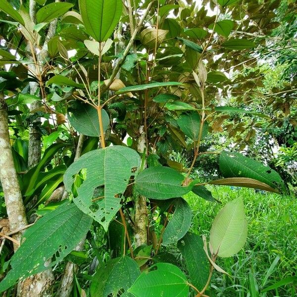 Miconia elata Habit