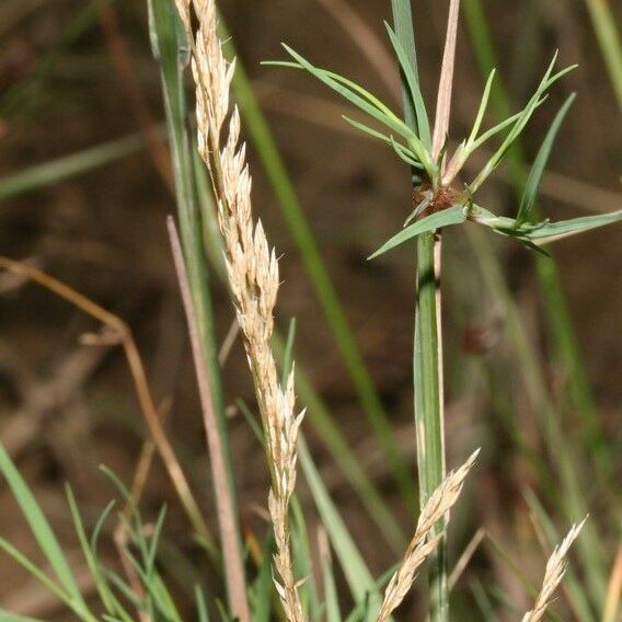 Agrostis canina 花