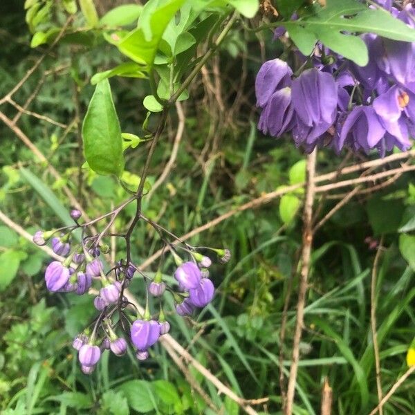 Solanum seaforthianum Flower