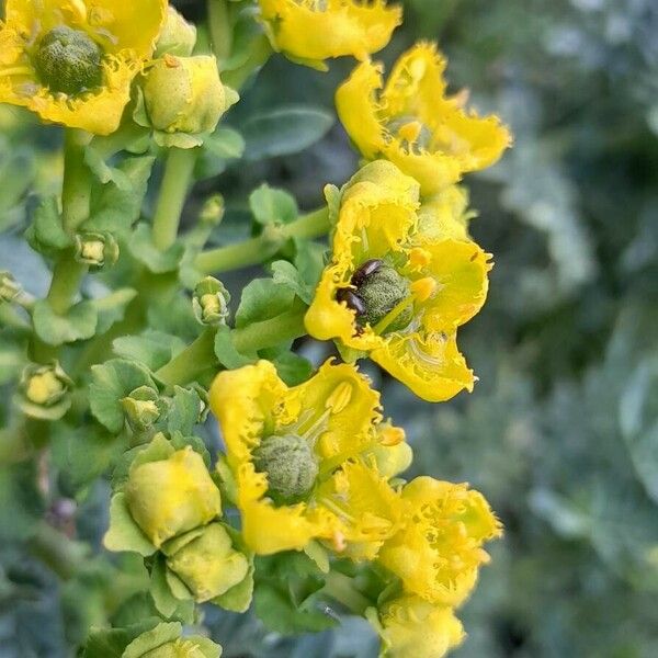 Ruta chalepensis Fleur