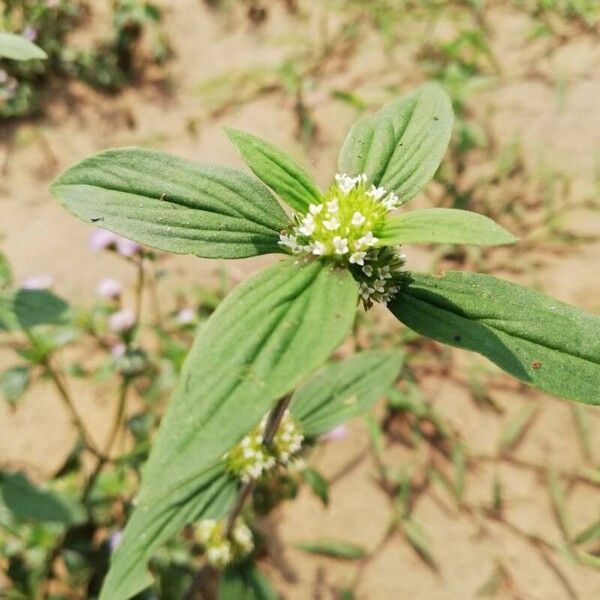 Mitracarpus hirtus Blad