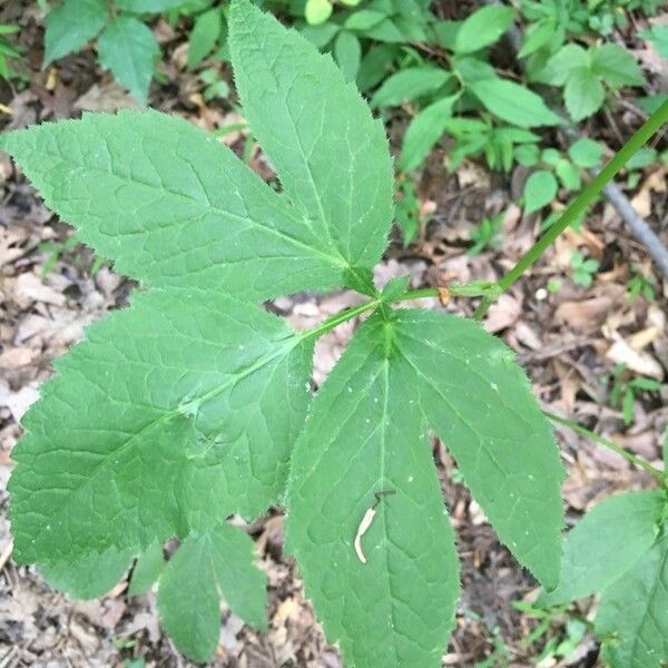 Cryptotaenia canadensis Leaf