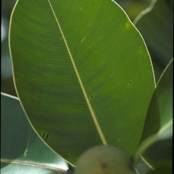 Calophyllum inophyllum Φύλλο