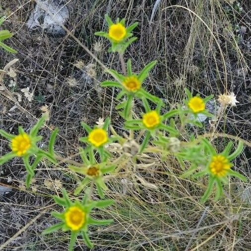 Asteriscus aquaticus その他の提案