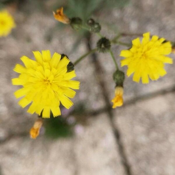 Pilosella piloselloides Flor