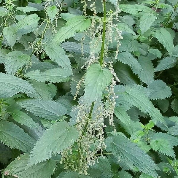 Urtica dioica Hábito