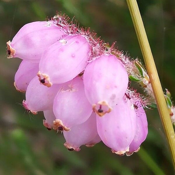 Erica tetralix 花