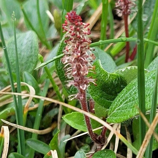 Salix reticulata Flower