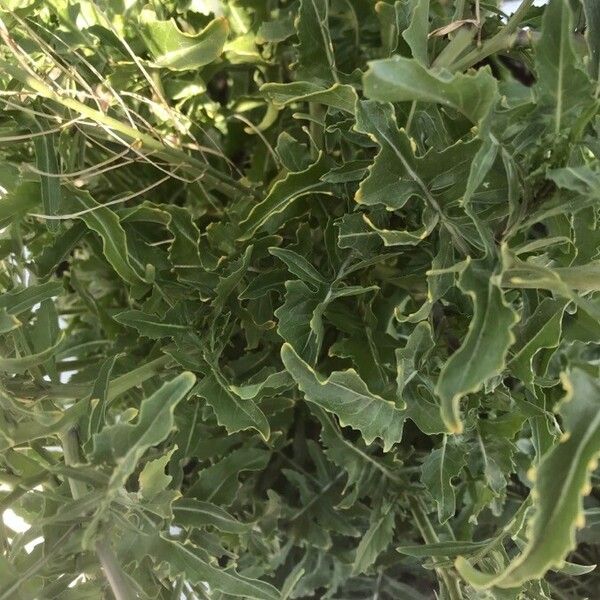 Sisymbrium orientale Leaf