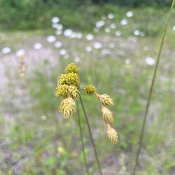 Carex tribuloides फल