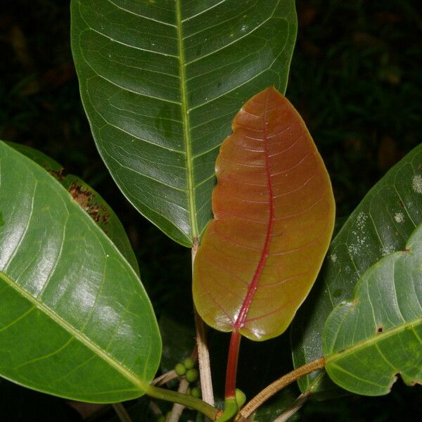 Ficus citrifolia Лист