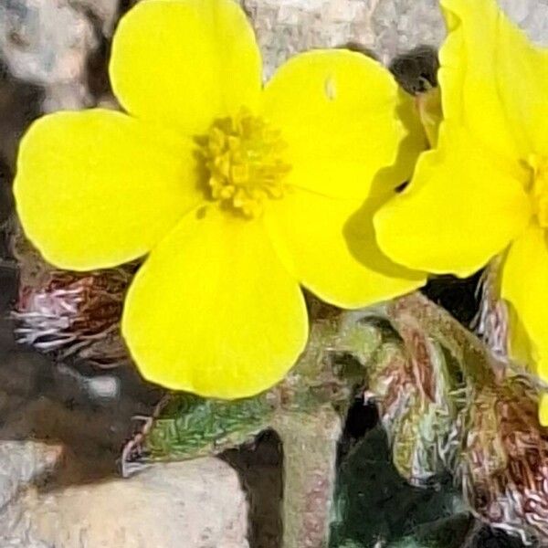 Helianthemum cinereum Blomst