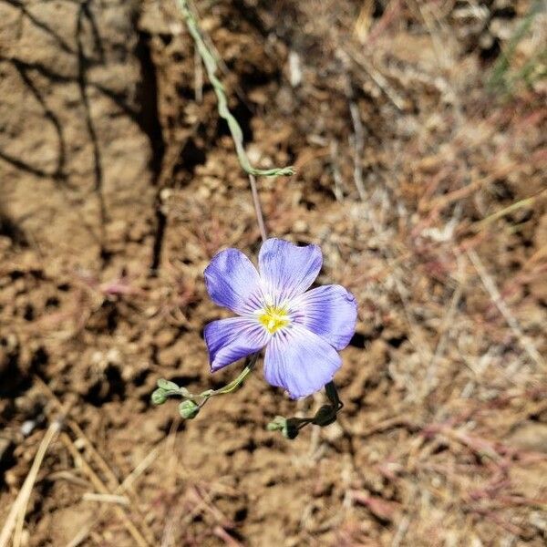 Linum lewisii പുഷ്പം