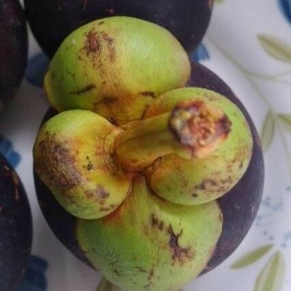 Garcinia mangostana Frucht