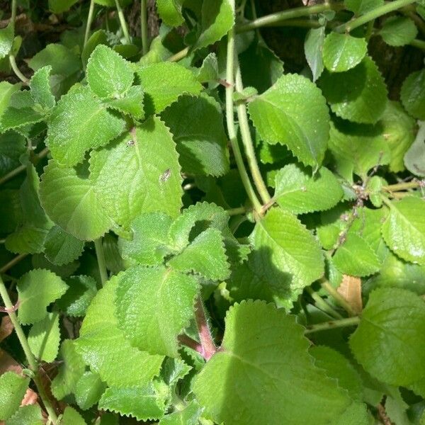 Plectranthus amboinicus 葉