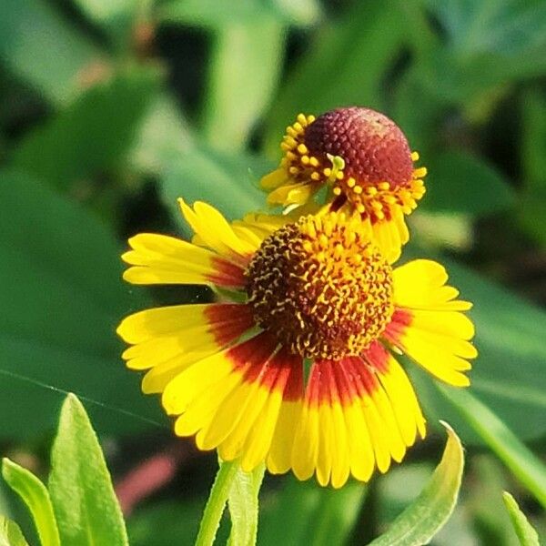 Helenium elegans Kvet