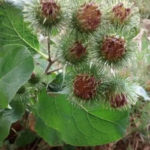 Arctium lappa 花