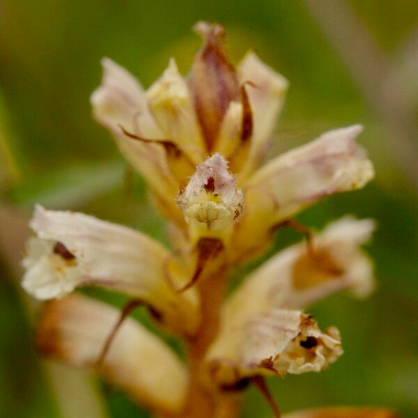 Orobanche picridis 花