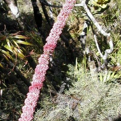 Dracophyllum verticillatum Vivejo