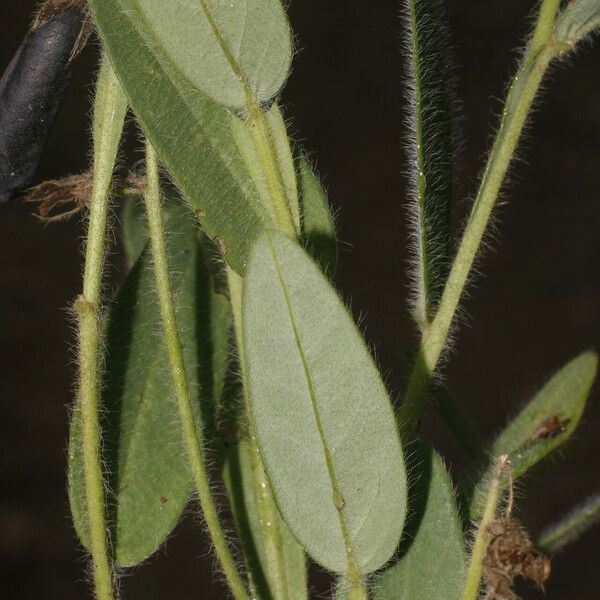 Crotalaria sagittalis Лист