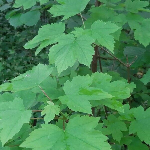 Acer glabrum Fuelha