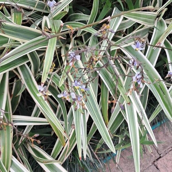 Dianella ensifolia Leaf