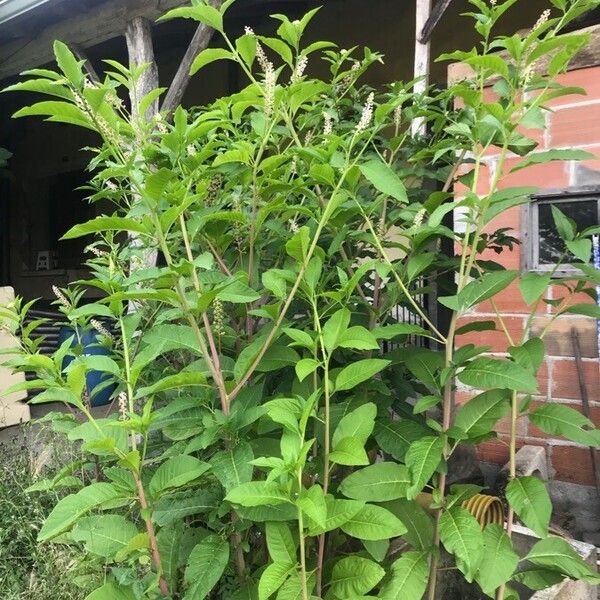 Phytolacca americana Leaf